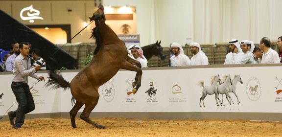 Dubai International Horse Fair - 2016 (DWTC)